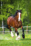 Fototapeta Konie - Bay Vladimir Heavy Draft horse runs gallop on the meadow