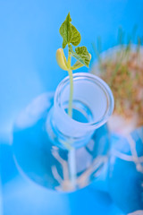  plants germinate in test tube, genetically modified organisms.  laboratory for biotechnological testing of sprouts.