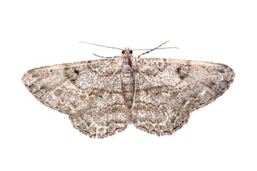 Wall Mural - Brown butterfly on a white background