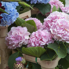 Wall Mural - Purple Hydrangea flower (Hydrangea macrophylla) in a garden