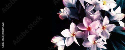 Fototapeta na wymiar Flowers plumeria illustration on black background copy space