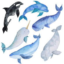 Whales Set  Watercolor Hand-painted Illustration Sea Animals Blue Whales Isolated Cute Kids 