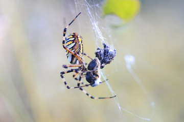 striped spider sitting in its web and eats its prey