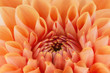 © boule1301 - Orange flower petals, close up and macro of chrysanthemum, beautiful abstract background