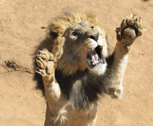 Lion Upright Attacking 