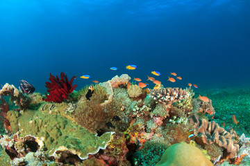 Wall Mural - Underwater coral reef