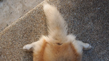 Siberian Tail