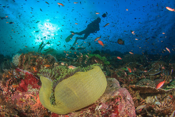 Wall Mural - Scuba dive coral reef fish