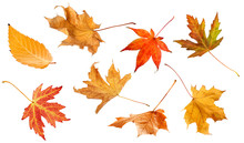 Fall Leaves Isolated On White Background Collection