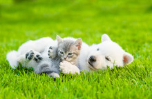 White Swiss Shepherd`s Puppy Playing With Tiny Kitten On Green Grass