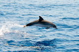 Atlantic spotted dolphins