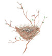 Illustration of the watercolor bird nest  with eggs on the tree branches, hand drawn isolated on a white background