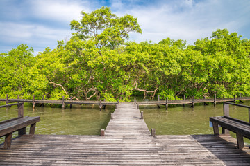 Long wood bridge in mangrove forest sunny day blue sky background - Green nature and save environmental concept.