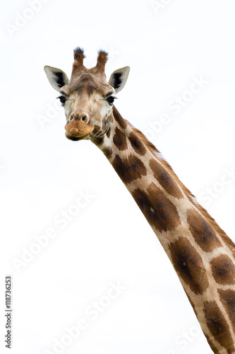 Vászonkép Giraffe portrait wild zoo. Close up shot.