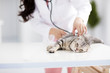 © Tom Wang - female veterinarian medical doctor with cat