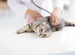 © Tom Wang - female veterinarian medical doctor with cat