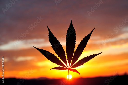 Plakat Sylwetka marihuana liść przy wschodem słońca