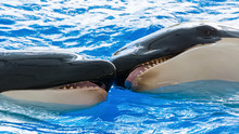 Killer Whales Playing Together In The Water
