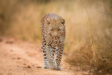 A Leopard walking towards the camera in the Kruger.