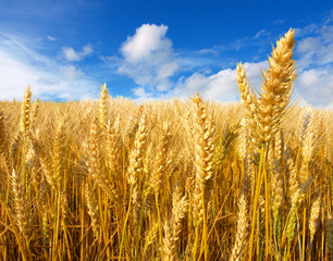 Poster - Wheat field against a blue sky