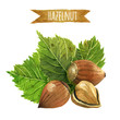 Hazelnuts with leaves, watercolor illustration