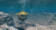 Bathysphere Under The Ocean Waters 3d Rendering