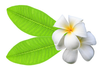 White plumeria flowers and green leaf isolated on a white backgr