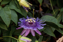 Purple Passion Flower Passiflora Caerulea On A Vine In A Garden In Summer