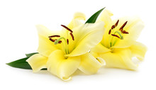 Two Yellow Lilies.