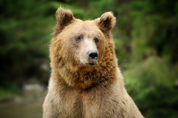 brown bear portrait in forest