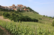Vineyard in front of La Morra in Piedmont. Italy