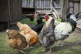 Fototapeta Psy - In the summer in the yard with chicken rooster pecking grain. Cl