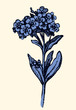 Vector drawing. Sprig of Forget-me-not