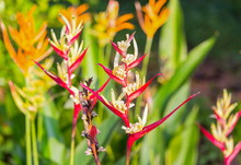 Bird Of Paradise Beautiful Red Flower Strelitzia Reginae