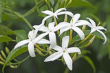 Twisted jasmine (Jasminum tortuosum). Called African jasmine and Perfume jasmine also