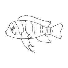 Frontosa Cichlid Cyphotilapia Frontosa Fish Icon Line. Singe Aquarium Fish Icon From The Sea,ocean Life Set.