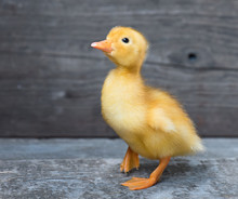 Cute Little Newborn Fluffy Duck Standing On Wood. Newly Hatched Duckling On A Chicken Farm.