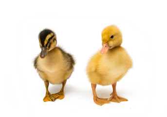 Canvas Print - small geese isolated