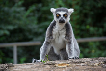 Ring-tailed Lemur (lemur Catta)