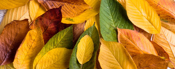 Wall Mural - autumn composition, wet colorful leaves. studio shot.