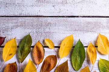 Wall Mural - autumn composition. various colorful leaves. studio shot, wooden