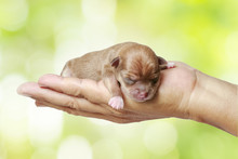 Newborn Chihuahua Puppy In The Caring Hands On Green Blurred Bac
