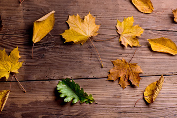 Wall Mural - autumn leaf composition. studio shot on wooden background.