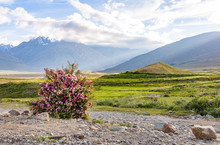 Wild Rose Shrub Bush Flower Bloom Mountain Meadow Landscape India Ladakh Background Sunlight 