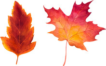 Autumn Watercolor Leaves. Fall Illustrations.