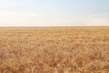 Wall Mural - Beautiful wheat field