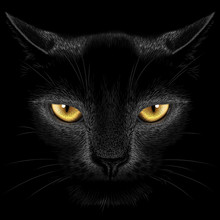 Black Cat On A Black Background