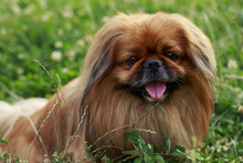 ペキニーズ犬 無料画像 - Public Domain Pictures