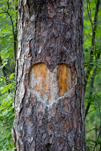 Heart Carved On A Tree