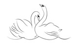 Fototapeta Koty - Couple of white swans.

